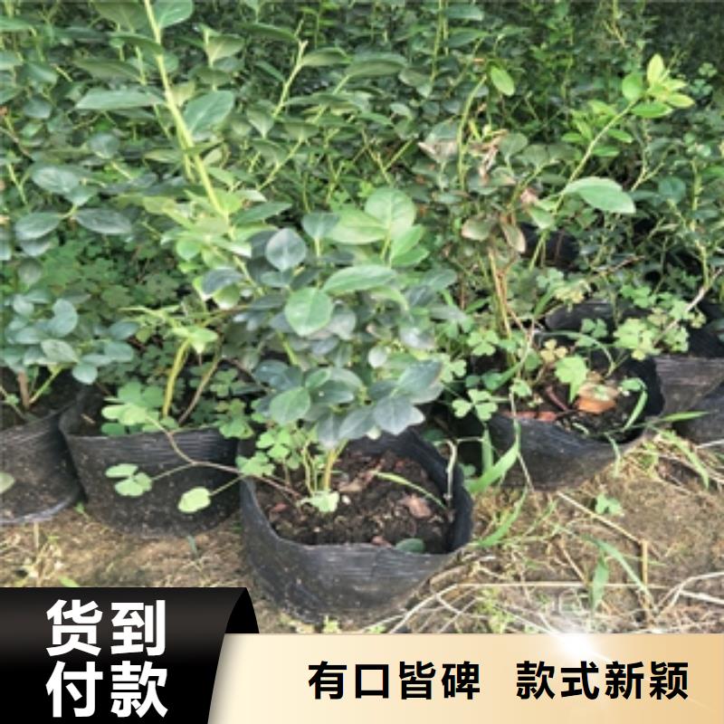 蓝莓苗碧桃为您提供一站式采购服务