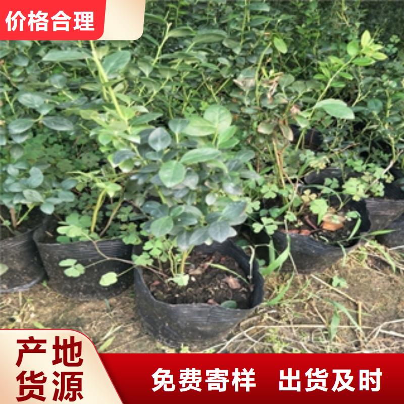 【蓝莓苗占地果树今日新品】