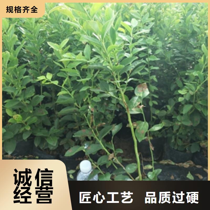 蓝莓苗核桃苗樱花苗长果桑树苗拒绝差价