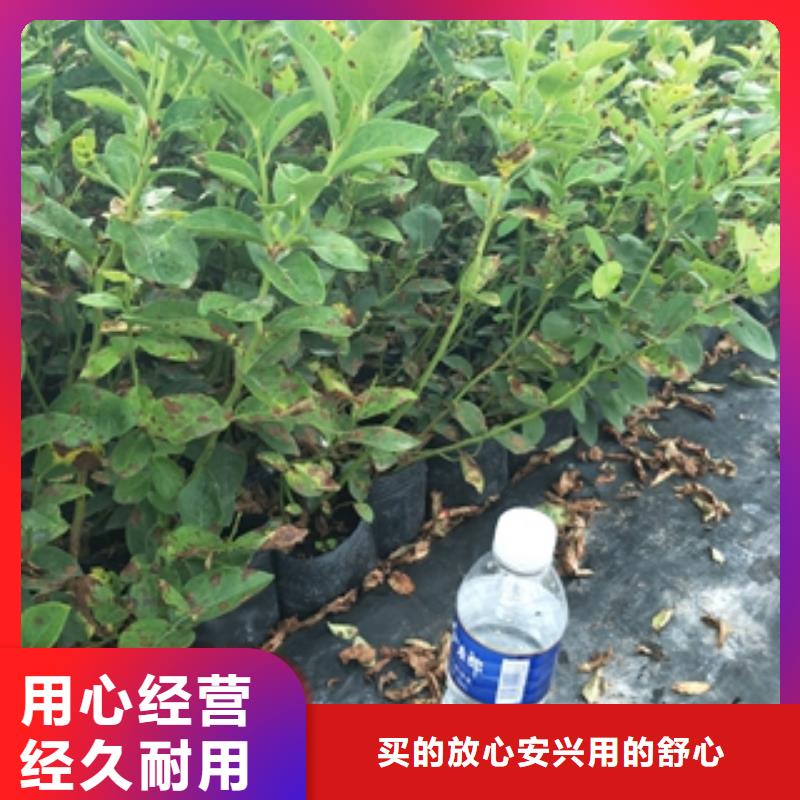 蓝莓苗-钙果苗应用范围广泛