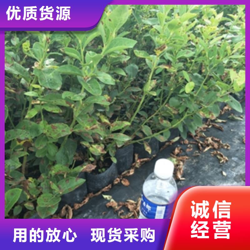 蓝莓苗绿化树绿化工程大量现货供应