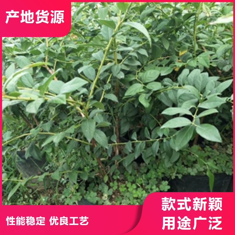 蓝莓苗-钙果苗应用范围广泛