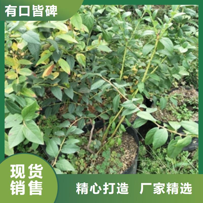 【蓝莓苗-钙果苗一站式采购商家】