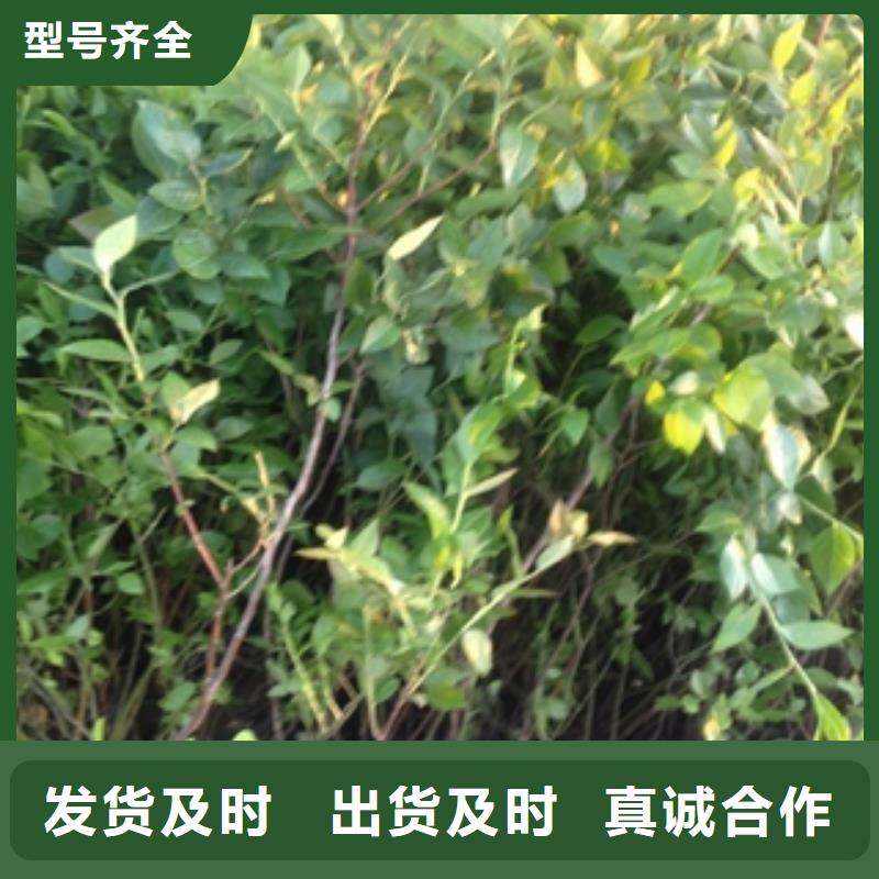 蓝莓苗绿化树绿化工程批发货源