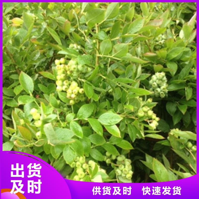 蓝莓苗-钙果苗应用范围广泛