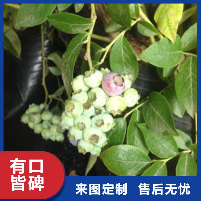 蓝莓苗【绿化树绿化工程】质保一年