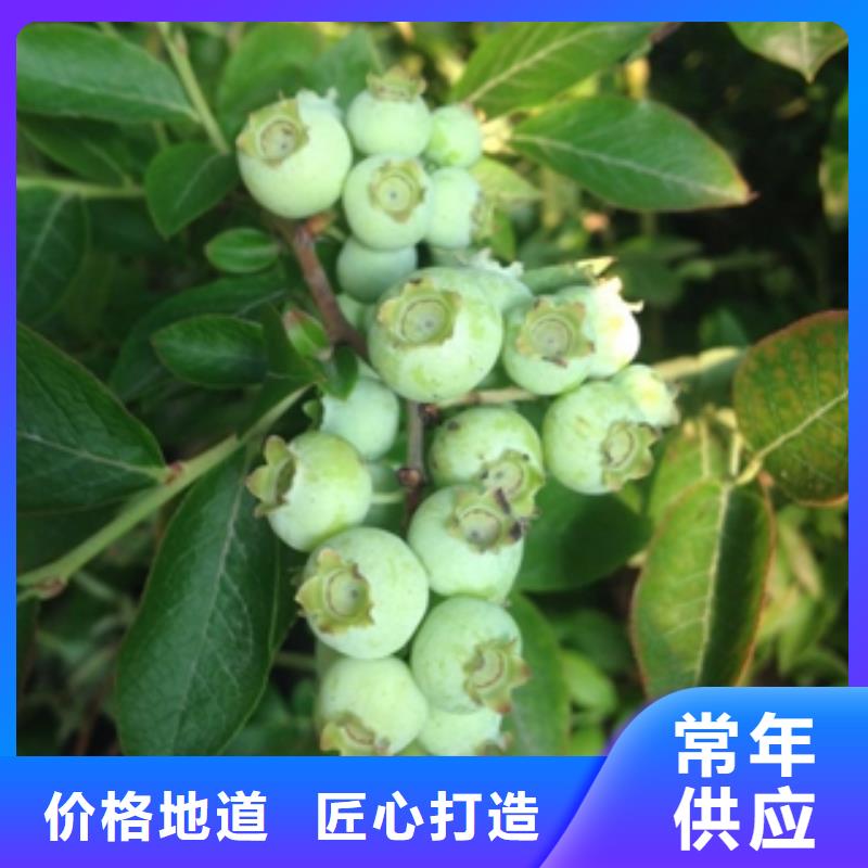 蓝莓苗【绿化树绿化工程】质保一年