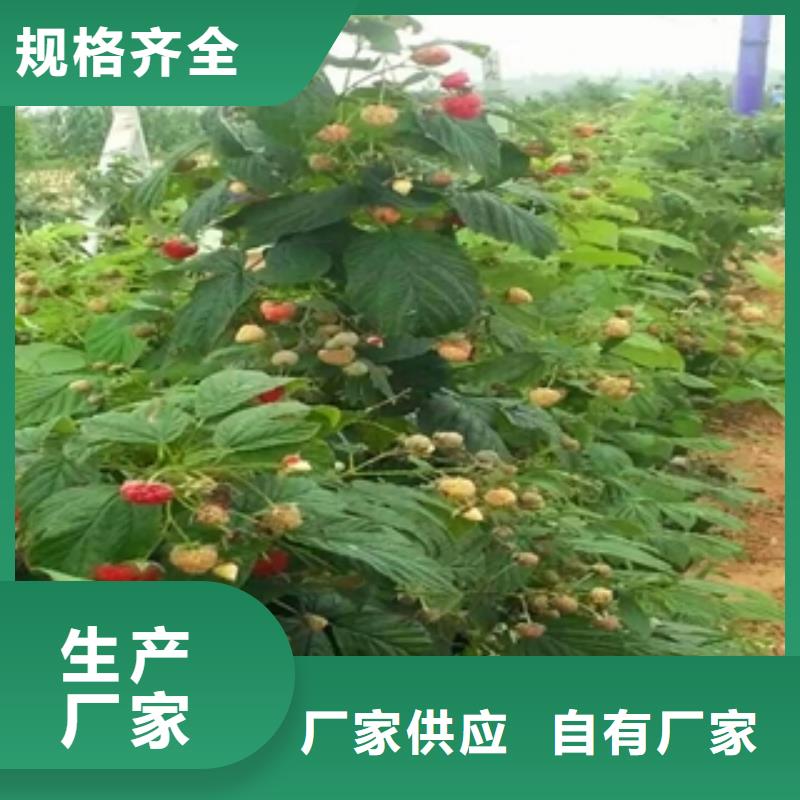 正家【树莓苗】 碧桃源头厂源头货-企业旺旺