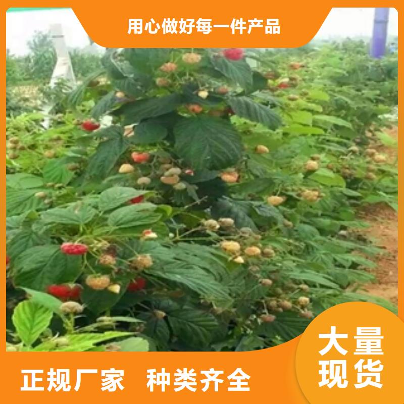 【树莓苗】,蓝莓苗优良材质-正家园艺场(阳江市分公司)|覆盖地域江城|阳春|揭阳|韶关|湛江|汕头|河源