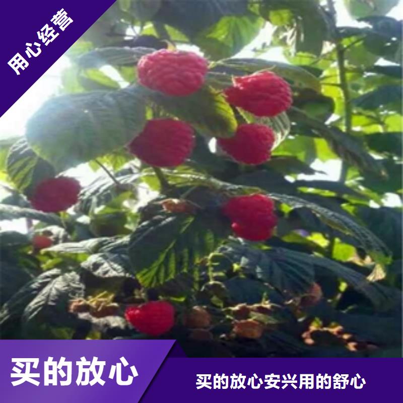 绿化树 绿化工程视频-江城|阳东|云浮|珠海|揭阳|惠州绿化树 绿化工程保障-正家园艺场(阳江市分公司)