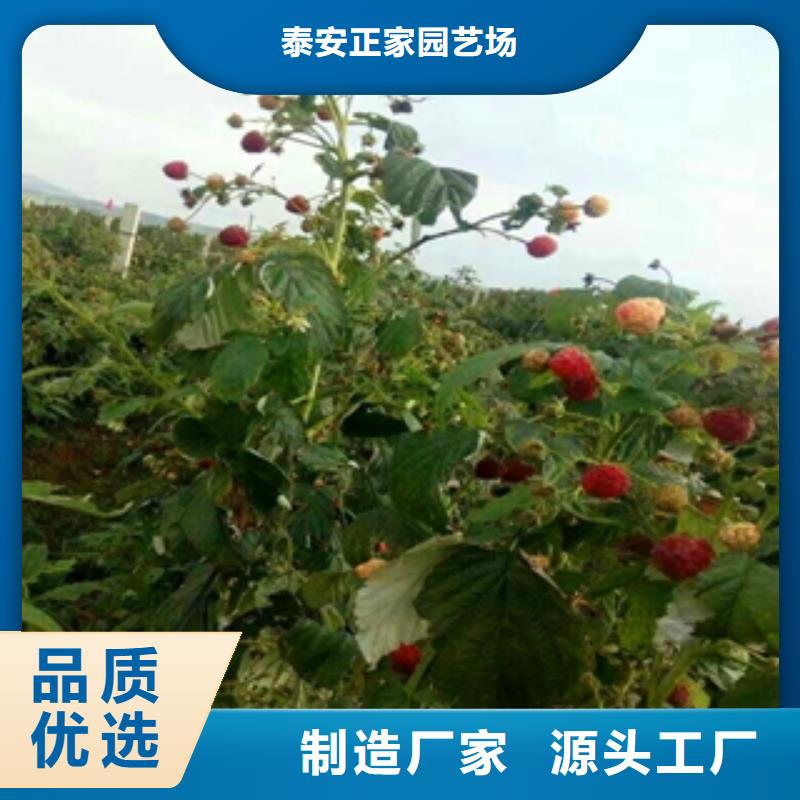 正家【树莓苗】 碧桃源头厂源头货-企业旺旺