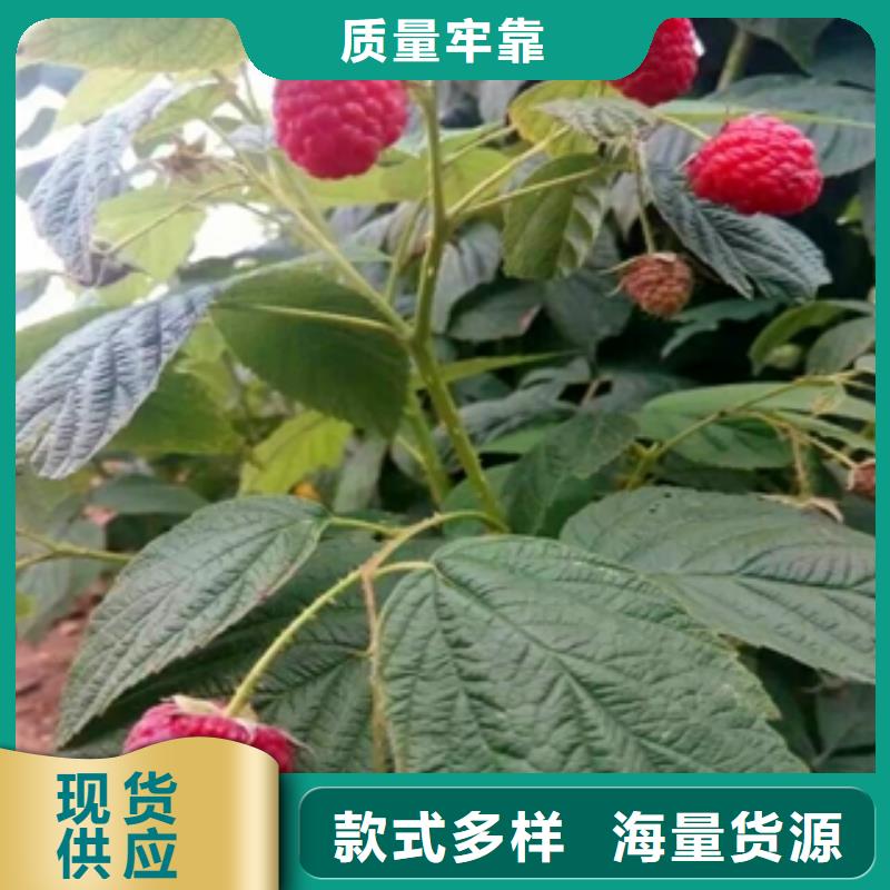 绿化树 绿化工程-视频-江城|阳春|潮州|深圳|湛江|梅州|江门绿化树 绿化工程专业信赖厂家-正家园艺场(阳江市分公司)