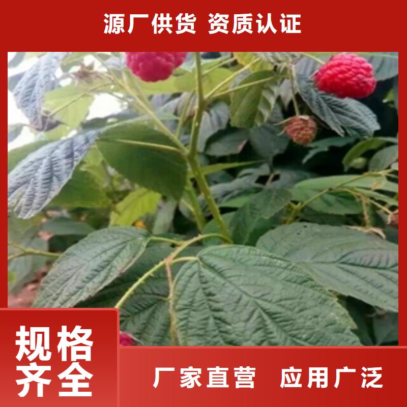 绿化树 绿化工程视频-绿化树 绿化工程|江苏省淮安市|清河|清浦|盐城|扬州|无锡|苏州|徐州|南京