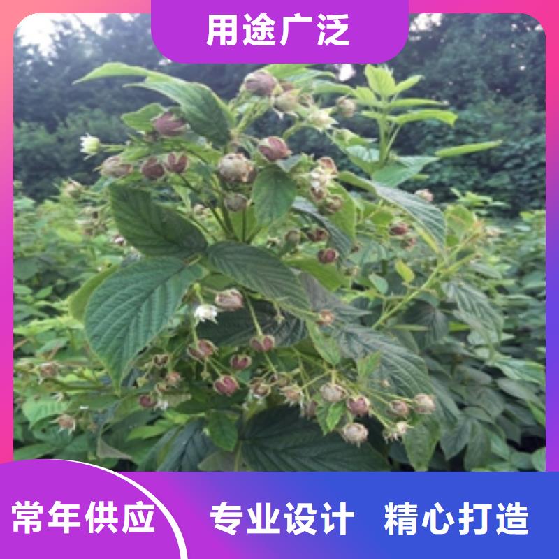 【树莓苗】,蓝莓苗优良材质-正家园艺场(阳江市分公司)|覆盖地域江城|阳春|揭阳|韶关|湛江|汕头|河源