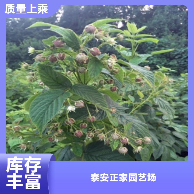 【树莓苗】 碧桃源头厂源头货_正家园艺场(萍乡市分公司)