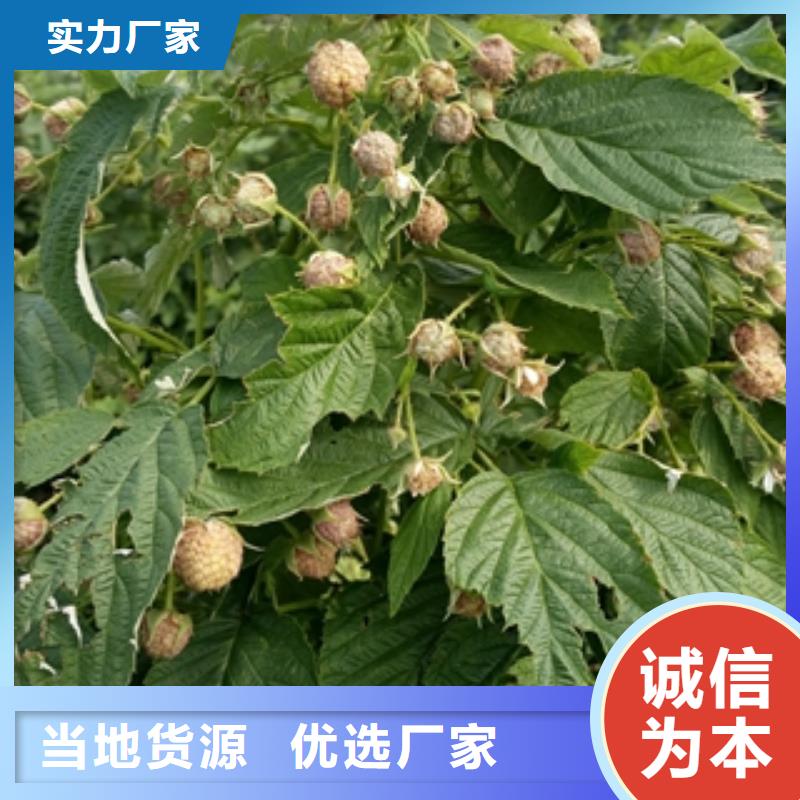绿化树 绿化工程-视频-绿化树 绿化工程(正家)覆盖地域江西省萍乡市安源|莲花|赣州|景德镇|新余|九江|宜春|南昌