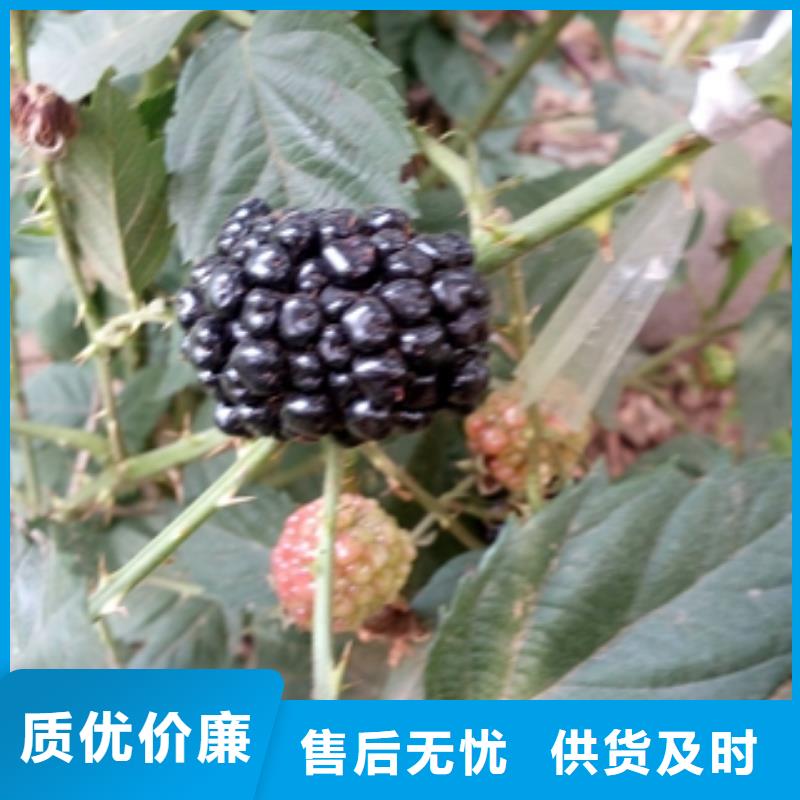 【 树莓苗_泰山景松 造型景松厂家直发】正家绿化树 绿化工程