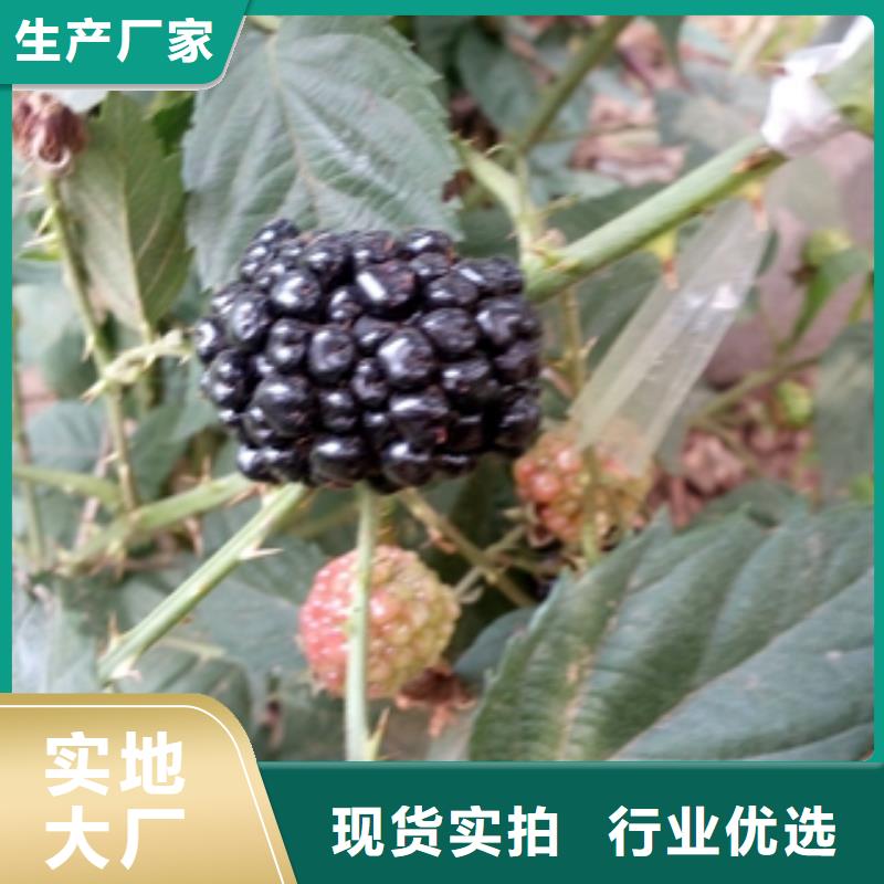 正家【树莓苗】 碧桃源头厂源头货-企业旺旺