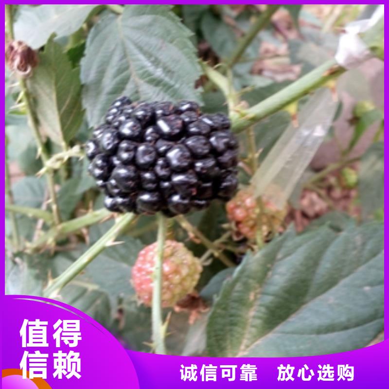 绿化树 绿化工程视频-绿化树 绿化工程|江苏省淮安市|清河|清浦|盐城|扬州|无锡|苏州|徐州|南京