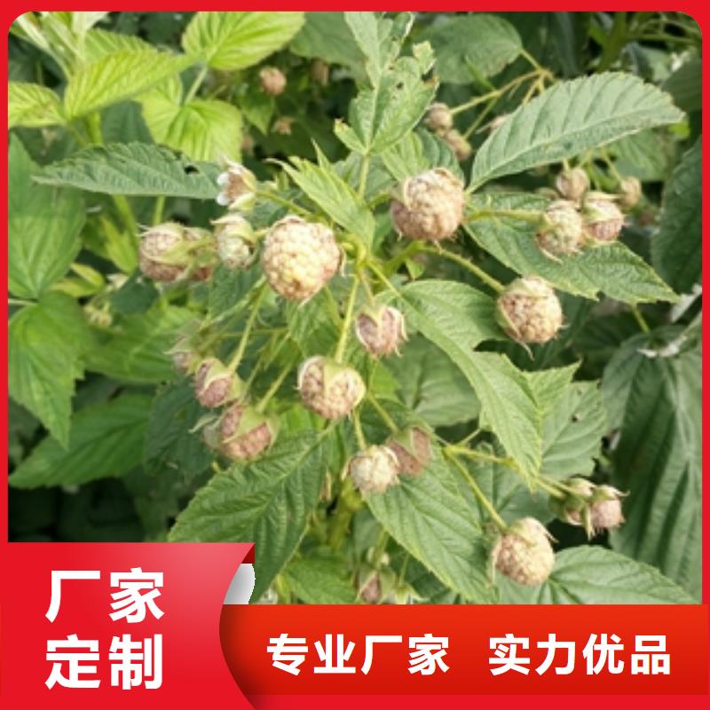 绿化树 绿化工程视频-绿化树 绿化工程|江苏省淮安市|清河|清浦|盐城|扬州|无锡|苏州|徐州|南京