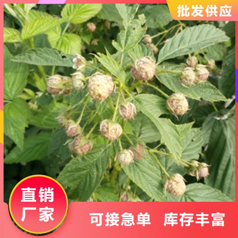 绿化树 绿化工程视频-江城|阳东|云浮|珠海|揭阳|惠州绿化树 绿化工程保障-正家园艺场(阳江市分公司)