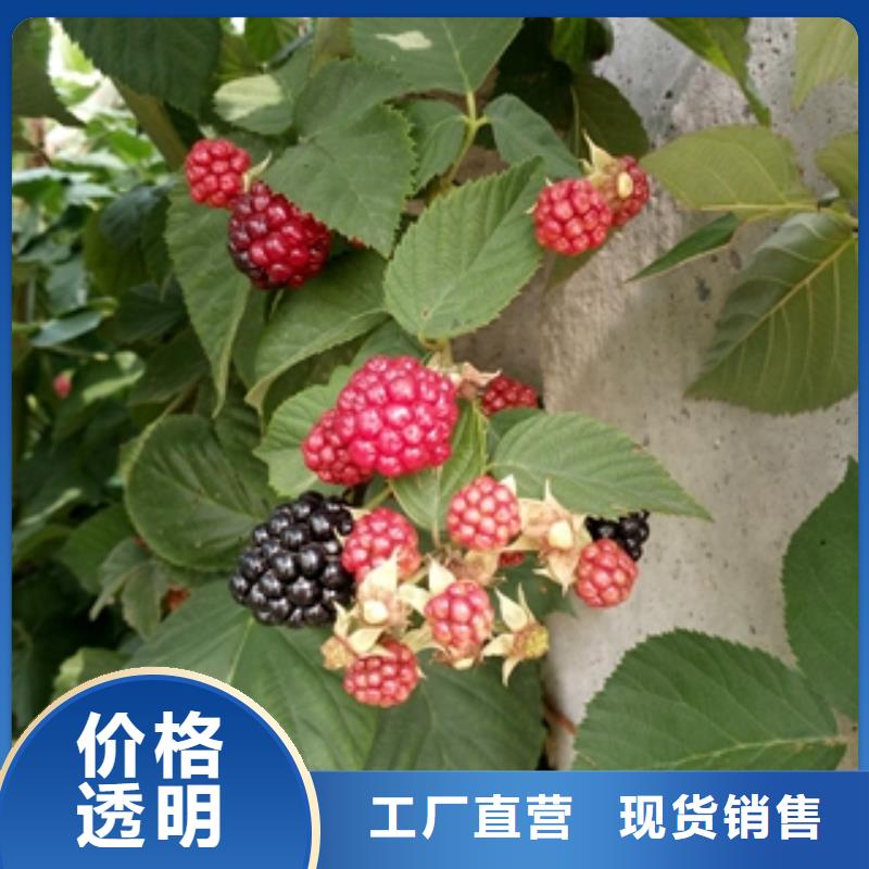 【 树莓苗_泰山景松 造型景松厂家直发】正家绿化树 绿化工程