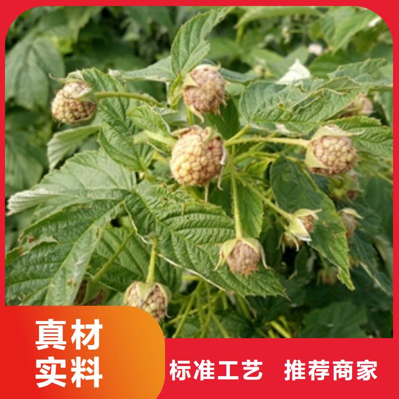 绿化树 绿化工程视频-江城|阳东|云浮|珠海|揭阳|惠州绿化树 绿化工程保障-正家园艺场(阳江市分公司)