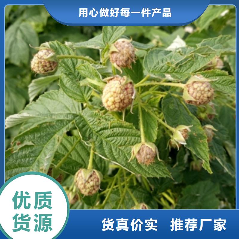 【 树莓苗_泰山景松 造型景松厂家直发】正家绿化树 绿化工程