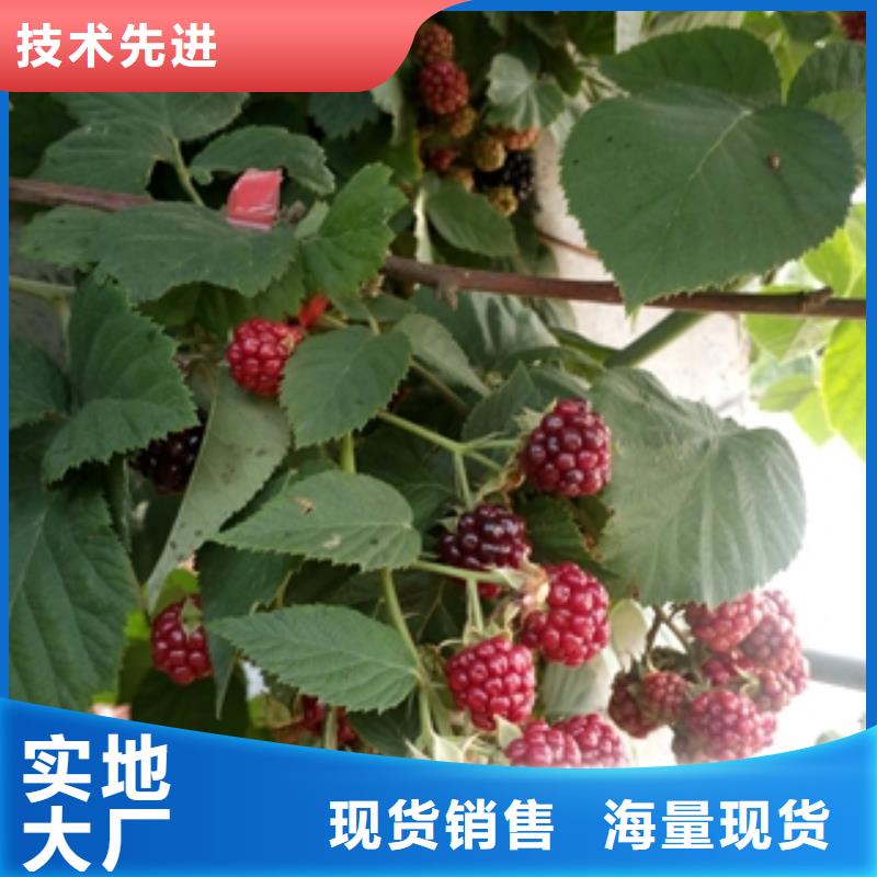 绿化树 绿化工程-视频-绿化树 绿化工程(正家)覆盖地域江西省萍乡市安源|莲花|赣州|景德镇|新余|九江|宜春|南昌