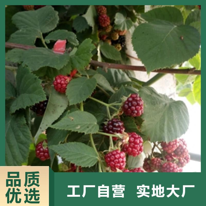 源头厂家经验丰富【树莓苗】,蓝莓苗优良材质_泰安正家园艺场
