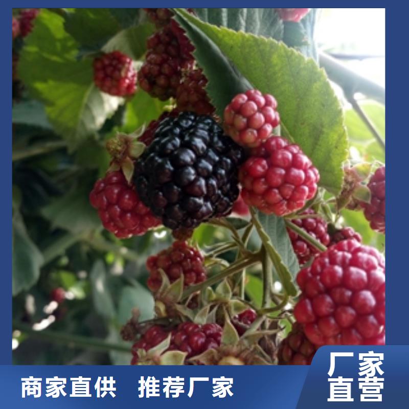 绿化树 绿化工程视频-绿化树 绿化工程|江苏省淮安市|清河|清浦|盐城|扬州|无锡|苏州|徐州|南京