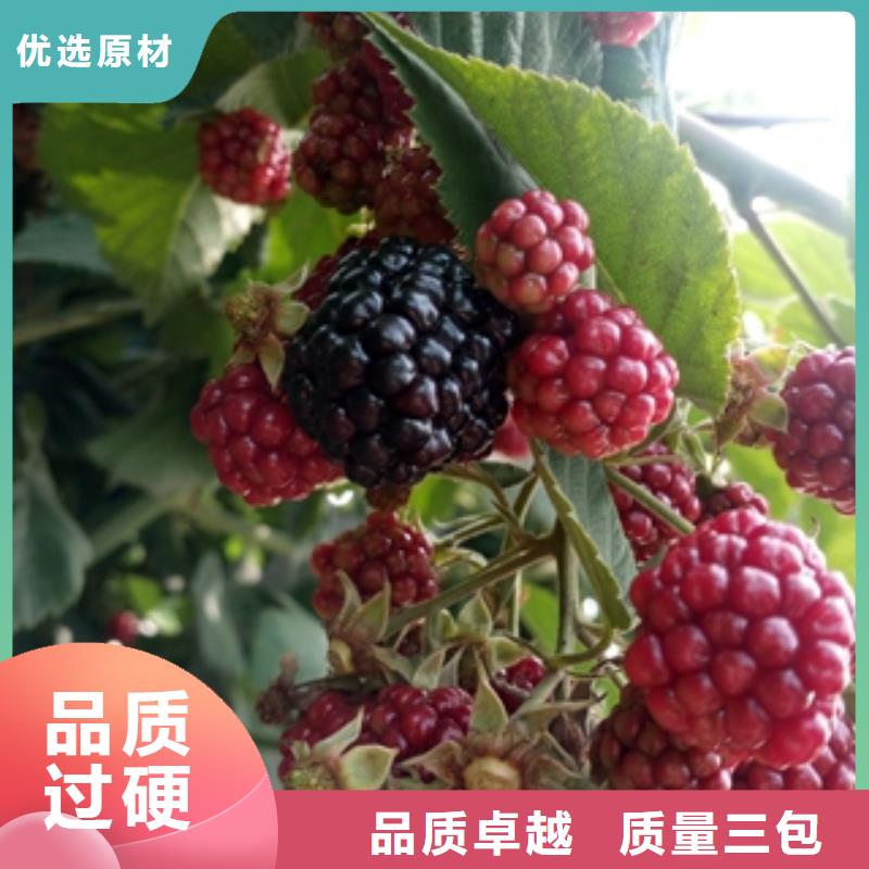 绿化树 绿化工程视频-江城|阳东|云浮|珠海|揭阳|惠州绿化树 绿化工程保障-正家园艺场(阳江市分公司)