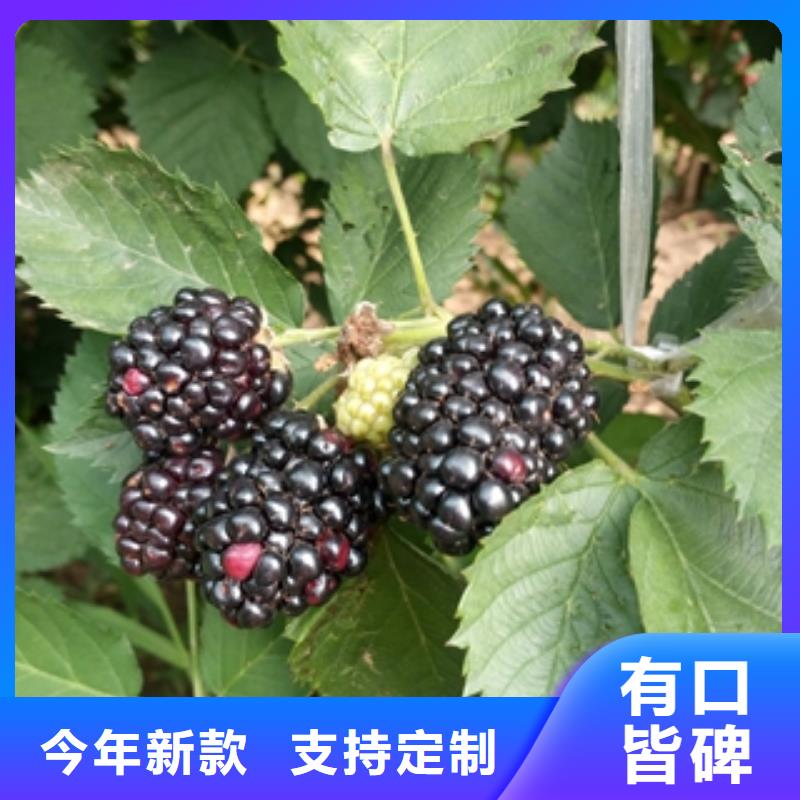 【 树莓苗_泰山景松 造型景松厂家直发】正家绿化树 绿化工程