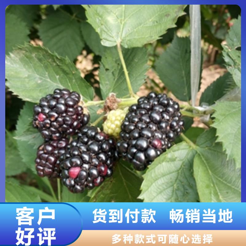 【树莓苗】,蓝莓苗优良材质-正家园艺场(阳江市分公司)|覆盖地域江城|阳春|揭阳|韶关|湛江|汕头|河源