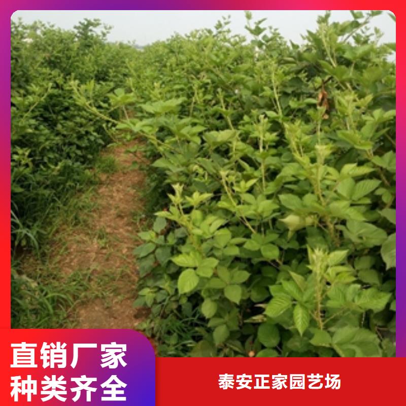 绿化树 绿化工程-视频-绿化树 绿化工程(正家)覆盖地域江西省萍乡市安源|莲花|赣州|景德镇|新余|九江|宜春|南昌