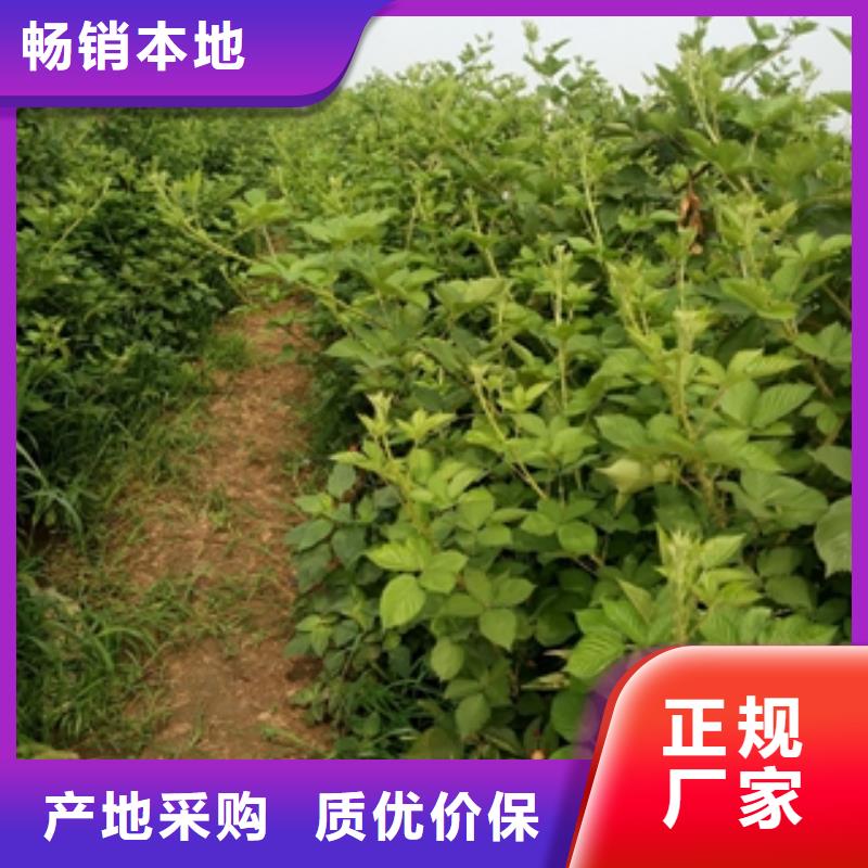 【树莓苗】,蓝莓苗优良材质-正家园艺场(阳江市分公司)|覆盖地域江城|阳春|揭阳|韶关|湛江|汕头|河源