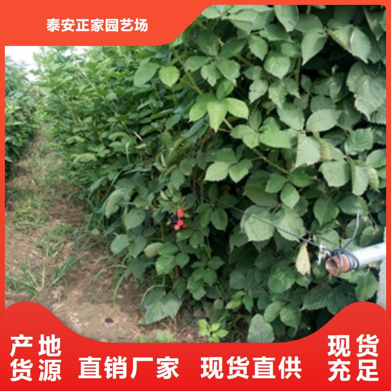 【树莓苗】 碧桃源头厂源头货_正家园艺场(萍乡市分公司)