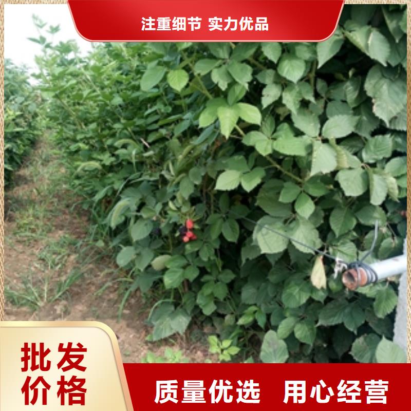 正家【树莓苗】 碧桃源头厂源头货-企业旺旺
