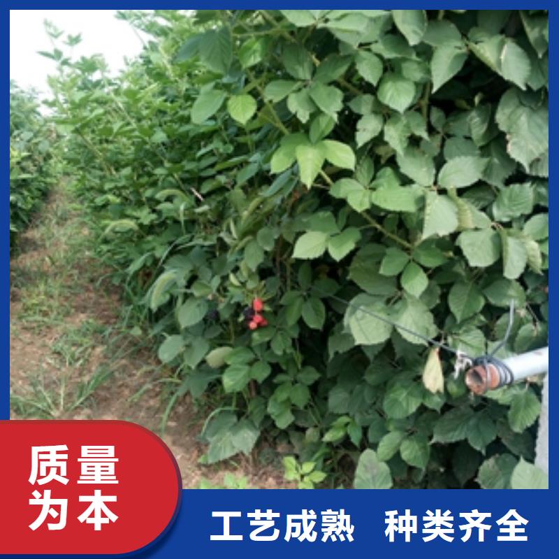 源头厂家经验丰富【树莓苗】,蓝莓苗优良材质_泰安正家园艺场