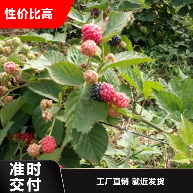 【树莓苗】 碧桃源头厂源头货_正家园艺场(萍乡市分公司)