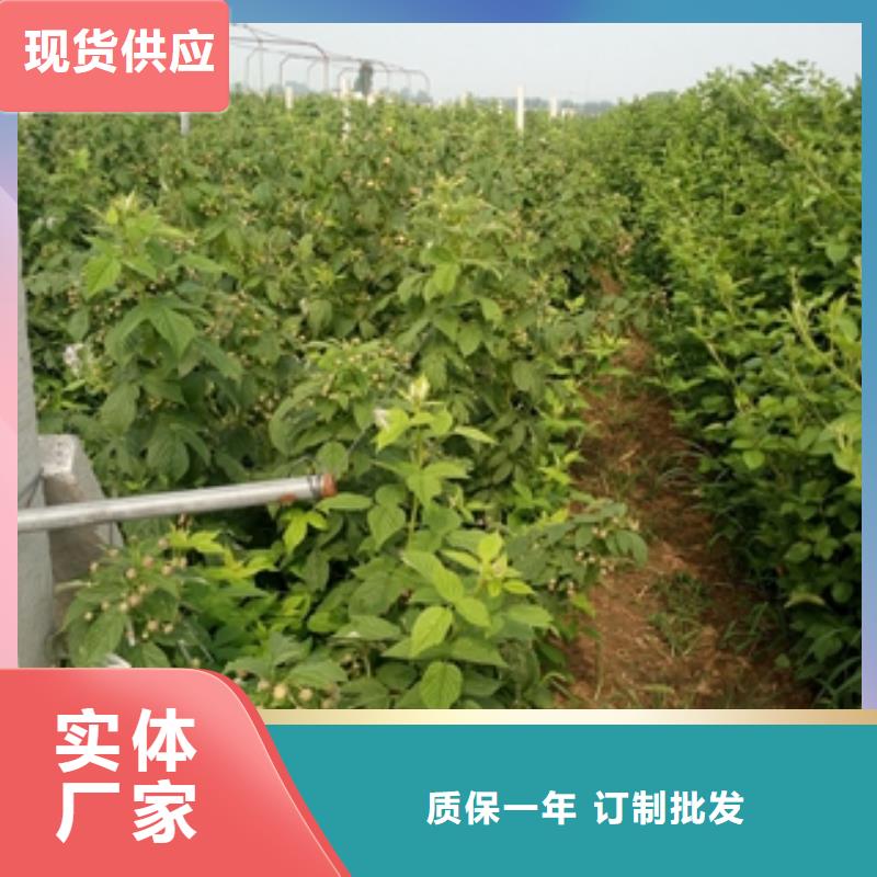 【树莓苗】,蓝莓苗优良材质-正家园艺场(阳江市分公司)|覆盖地域江城|阳春|揭阳|韶关|湛江|汕头|河源