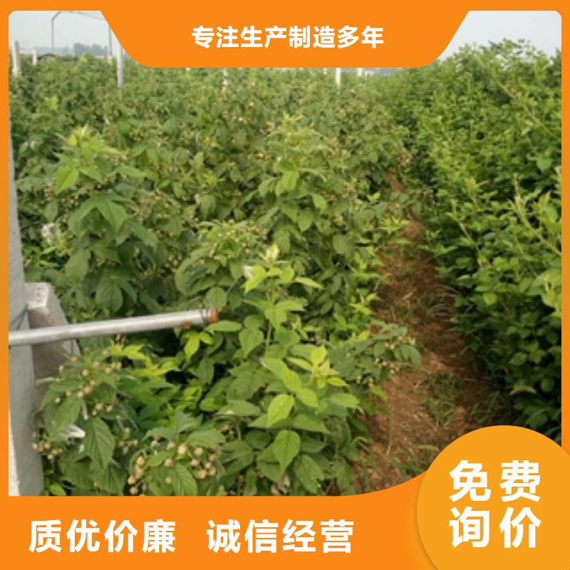 【 树莓苗_泰山景松 造型景松厂家直发】