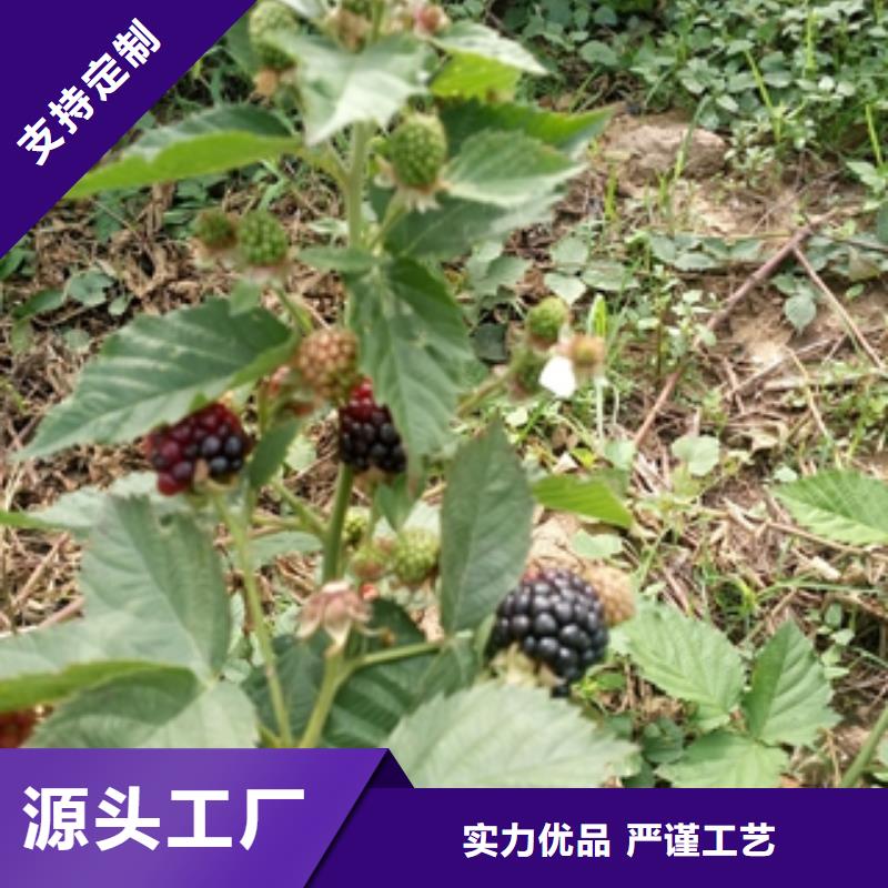 【树莓苗】,蓝莓苗优良材质-正家园艺场(阳江市分公司)|覆盖地域江城|阳春|揭阳|韶关|湛江|汕头|河源