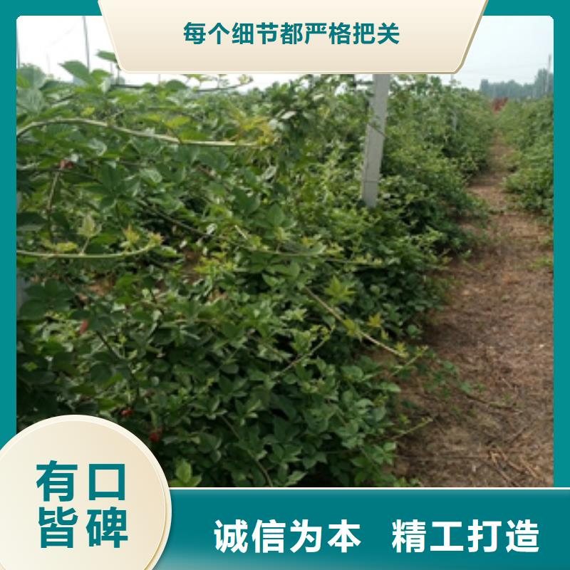 【树莓苗】,蓝莓苗优良材质-正家园艺场(阳江市分公司)|覆盖地域江城|阳春|揭阳|韶关|湛江|汕头|河源