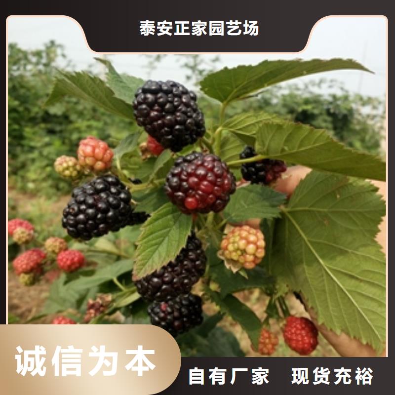 绿化树 绿化工程正家【 树莓苗_泰山景松 造型景松厂家直发】