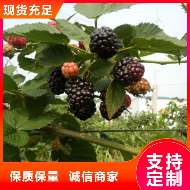 源头厂家经验丰富【树莓苗】,蓝莓苗优良材质_泰安正家园艺场
