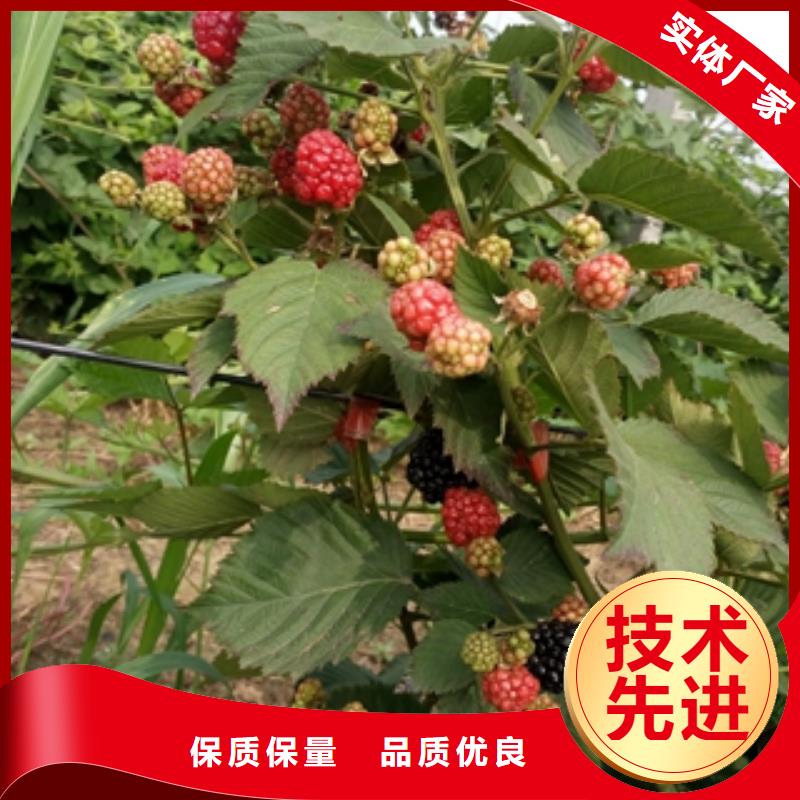 芦溪|湘东|吉安|新余|九江|上饶|赣州【树莓苗】 碧桃源头厂源头货-企业旺旺