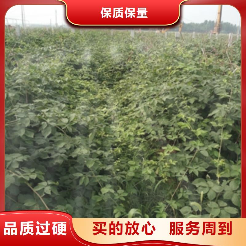 源头厂家经验丰富【树莓苗】,蓝莓苗优良材质_泰安正家园艺场