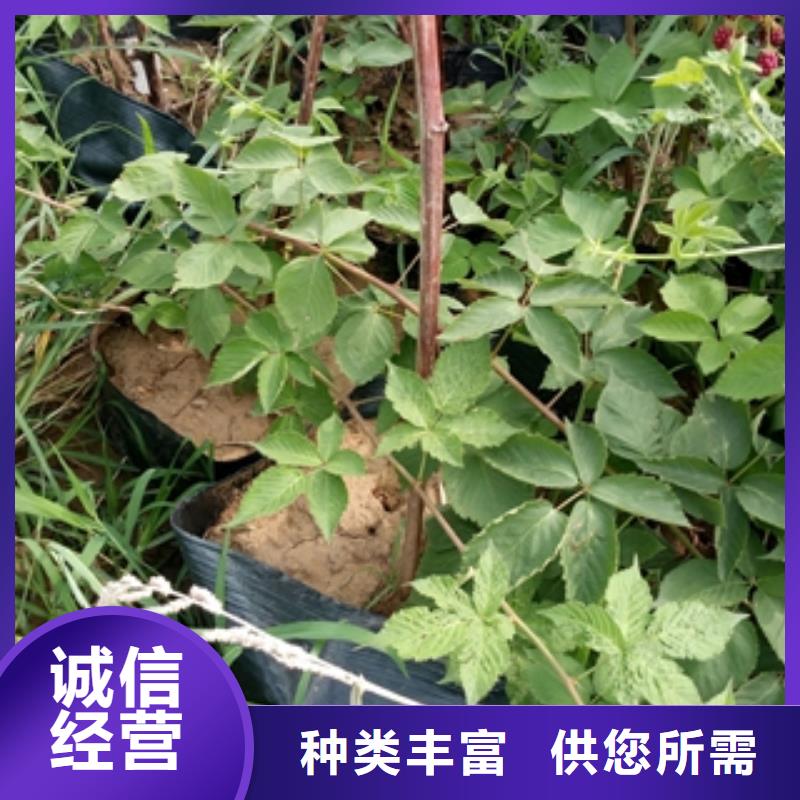 绿化树 绿化工程视频-绿化树 绿化工程|江苏省淮安市|清河|清浦|盐城|扬州|无锡|苏州|徐州|南京