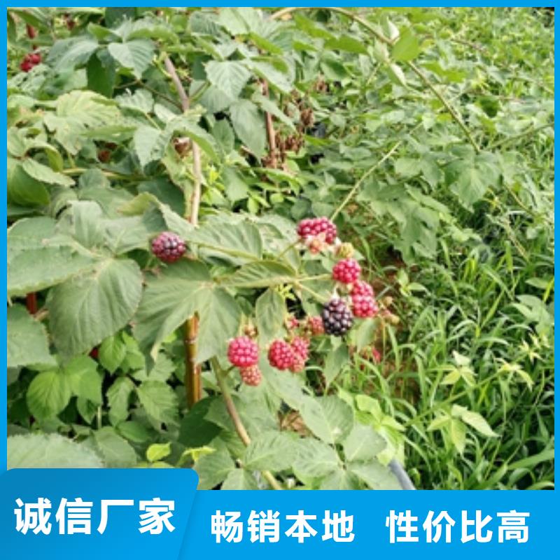 绿化树 绿化工程-视频-江城|阳春|潮州|深圳|湛江|梅州|江门绿化树 绿化工程专业信赖厂家-正家园艺场(阳江市分公司)